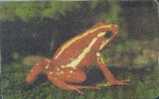 # GERMANY S10_94 City Zoo 12 Gem 02.94 -animal,frog,grenouille- Tres Bon Etat - S-Series: Schalterserie Mit Fremdfirmenreklame