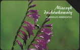 POLAND 84 - FLOWER SET - GLADIOLUS IMBRICATUS - BEE - Polen