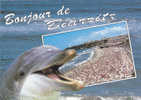 Collection DAUPHIN à Petit Prix ! Bonjour De BIARRITZ - Dolphins
