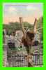 BEAR - CHICAGO , IL - LINCOLN PARK, BEAR CAVE - ANIMATED - CARD TRAVEL IN 1906 - FRANKLIN POST CARD CO - - Ours