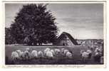 Germany, Sheeps On The Pasture, Year 1939 - Farms