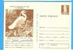 ROMANIA Postal Stationery  Postcard 1977.Bird. Egretta Garzetta Area Delta Danube - Cygnes