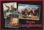 Texas Longhorns - Autres & Non Classés