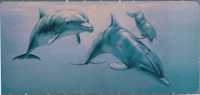 (352) Animal - Dolphin - Dauphin - Dolphins