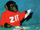 Zippy Le Chimpanze Zippy Joue Aux Cartes, Singe Humanisé - Singes