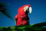 Bird Parrot ,  Postal Stationery -Articles Postaux -Postsache F (W3-37) - Papagayos