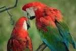 Bird Parrot ,  Postal Stationery -Articles Postaux -Postsache F (W3-38) - Parrots