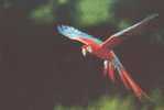 Bird Parrot ,  Postal Stationery -Articles Postaux -Postsache F (W3-39) - Pappagalli & Tropicali