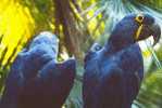 Bird Parrot ,  Postal Stationery -Articles Postaux -Postsache F (W3-43) - Papagayos