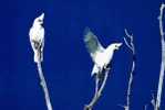 Bird Parrot ,  Postal Stationery -Articles Postaux -Postsache F (W3-69) - Pappagalli & Tropicali