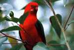 Bird Parrot ,  Postal Stationery -Articles Postaux -Postsache F (W3-70) - Perroquets & Tropicaux