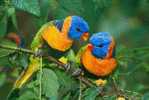 Bird Parrot ,  Postal Stationery -Articles Postaux -Postsache F (W3-73) - Parrots