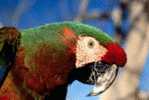 Bird Parrot ,  Postal Stationery -Articles Postaux -Postsache F (W3-74) - Papagayos