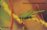 # KOREA MO9606117 Phaneroptera Nigro Antennata 2000 Autelca 06.96 -animal,insecte,sauterell E,grasshoper- Tres Bon Etat - Corea Del Sud