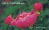 # KOREA MO9604109 Peony 2000 Autelca 04.96 -fleurs,flowers- Tres Bon Etat - Korea (Zuid)