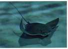 (723) - Cownose Ray - Raie - Poissons Et Crustacés