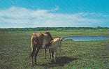 Chow Time, Assateague Island, Chincoteague Ponies,  Virginia - Sonstige & Ohne Zuordnung