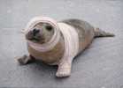 (560) Baby Seal - Phoque - Fische Und Schaltiere