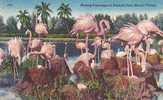 Nesting Flamingos At Hialeah Park, Miami, Florida - Miami