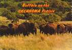 Buffalo On The Oklahoma Prairie - Other & Unclassified