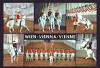 Zd5951 Animaux Animals Horse Hippisme In Wien Austria 1976 Used Perfect Shape - Horse Show