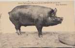 GRIGNON - Ecole Nationale D'Agriculture - Race Berkshire - Porc - Cochon - Truie - Pig - Grignon