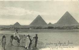 Egypte - Egypt - Animaux - Anes - Ane Monté - The Pyramids Of Gizeh - état - Gizeh