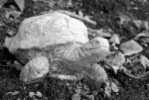 A81-21   @    Turtle   , ( Postal Stationery , Articles Postaux ) - Schildkröten