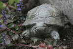 A81-58   @    Turtle   , ( Postal Stationery , Articles Postaux ) - Schildpadden