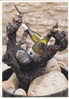 CPM 84 @ CHATEAUNEUF DU PAPE @ Photo De Raoul Bussy N° 1106 @ - Chateauneuf Du Pape