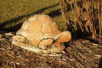 A81-87   @    Stone  Turtle   , ( Postal Stationery , Articles Postaux ) - Tartarughe