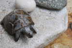 A81-90   @    Stone  Turtle   , ( Postal Stationery , Articles Postaux ) - Schildkröten