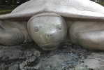 A81-94   @    Stone  Turtle   , ( Postal Stationery , Articles Postaux ) - Schildkröten