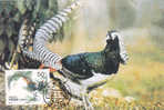 Maximum Card ,Maxicard,BIRD FAISANS Pheasant,1997 China Chine. - Hoendervogels & Fazanten