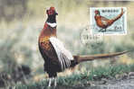 Maximum Card ,Maxicard,BIRD FAISANS Pheasant,1997 Suede / Sverige. - Gallinaceans & Pheasants