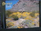 CPSM ETATS UNIS-Arizona-Desert In Bloom-Brittlebush - Autres & Non Classés