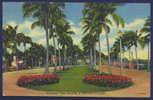 FLORIDA,COCOANUT PALM AVENUE,OLD PC 1966 - Miami