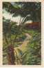 Tree Ferns, Hawaii National Park, On 1930s Vintage Curteich Linen Postcard - Big Island Of Hawaii