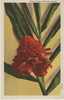 Torch Ginger Flower Hawaii On 1940s Vintage Curteich Linen Postcard - Other & Unclassified