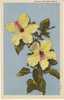 Hibiscus Flower Hawaii On 1940s Vintage Curteich Linen Postcard - Andere & Zonder Classificatie