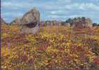 Menhirs Di Carnac, Bretagna, Francia - Dolmen & Menhirs