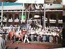 IPPICA  CAVALLO HORSE  E FANTINO  RACE COURSE  FLORIDA HOLLYWOOD VB1974  CQ12582 - Horse Show