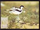 Bird;Carte Maximum Cigognes 1991 Romania Tulcea. - Ooievaars