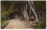 GERMANY - Malente-Gremsmuehlen, The Road Through The Woods, Year 1916 - Malente-Gremsmuehlen