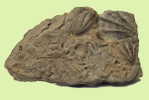 Fossils   ,   Postal Stationery -Articles Postaux -Postsache F (A74-34) - Fossielen