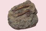 Fossils   ,   Postal Stationery -Articles Postaux -Postsache F (A74-43) - Fossielen