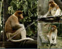 Singe - Proboscis Monkey - Monkeys