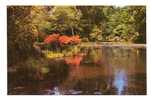 - THE SAVILL GARDEN, WINDSOR GREAT PARK. UPPER POND IN SPRING - Scan Verso - - Windsor