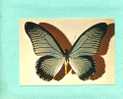 Animaux - Papillon Zalmoxis - Afrique - Butterflies