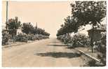 La Londe Des Maures - Boulevard De La Mer - La Londe Les Maures